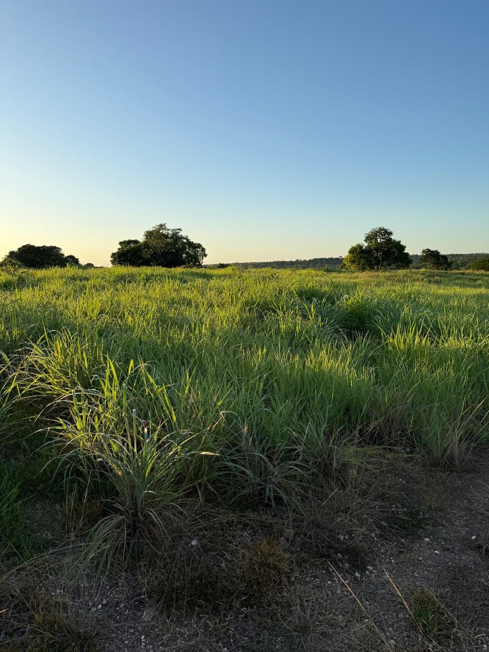 Fazenda em Nossa Senhora do Livramento - MT / 319Ha