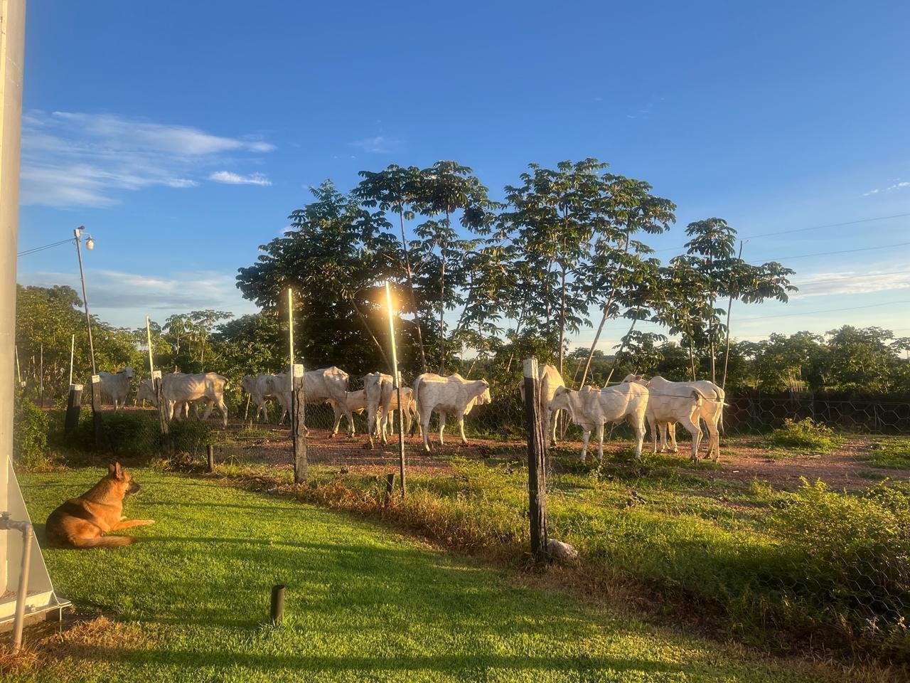 Fazenda em Nossa Senhora do Livramento - MT / 319Ha
