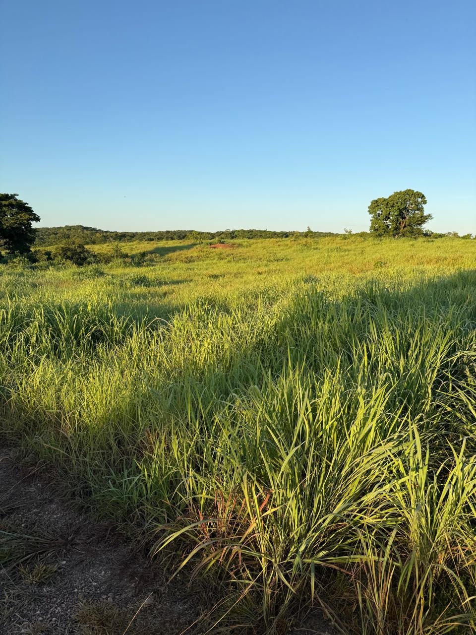 Fazenda em Nossa Senhora do Livramento - MT / 319Ha